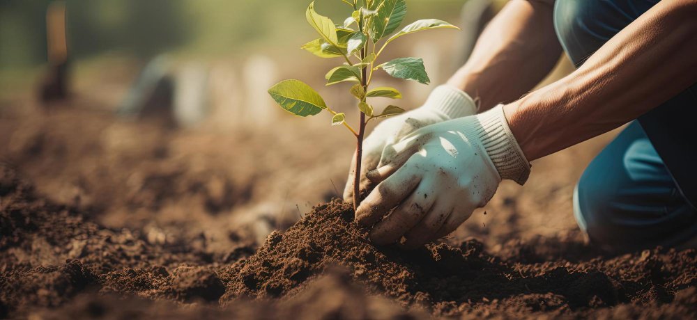Complete Tree Planting Guide for Greenwich Homeowners